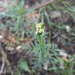 Tagetes minuta Habitus