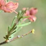 Fumana ericoides Leaf