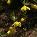 Berberis angulosa Habit