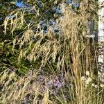 Celtica gigantea 花