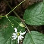 Stellaria nemorum Цветок