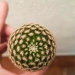 Mammillaria matudae Folha