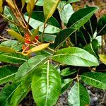 Aglaia elaeagnoidea Deilen