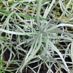 Helichrysum italicum Blad