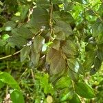 Securinega durissima Leaf