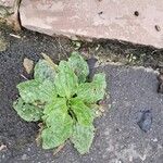 Plantago major Blad