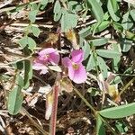 Tephrosia subtriflora Λουλούδι