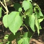 Croton megalobotrys Leaf