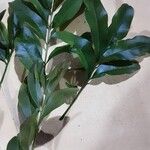 Matayba elaeagnoides Leaf