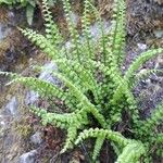 Asplenium viride Лист