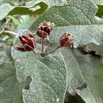 Cistus populifolius Mbuma