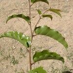 Amborella trichopoda Habit