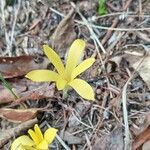 Sternbergia colchiciflora Květ