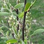 Amelanchier spicata List