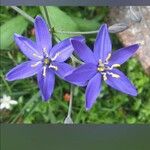 Camassia quamash Цветок