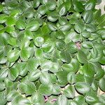 Canavalia sericea Hoja