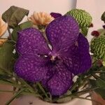 Vanda coeruleaЦвят