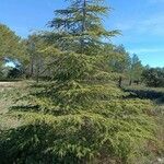 Cedrus atlantica 整株植物