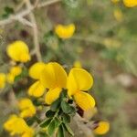 Calicotome villosa Цветок