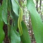 Ophioglossum pendulum Hábito