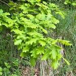 Quercus × rosacea Hoja