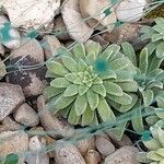 Saxifraga × lhommei Leaf