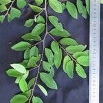 Securidaca diversifolia 其他