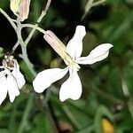 Eruca vesicaria Floro