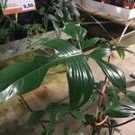 Philodendron pedatum Feuille