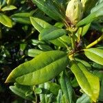 Rhododendron ferrugineumFuelha