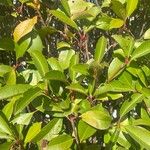 Photinia fraseriLeaf