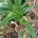 Aloe pluridens Yaprak