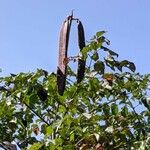 Oroxylum indicum Frukto