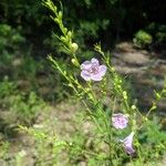 Agalinis purpurea Floro