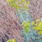 Euphorbia macroclada Leaf