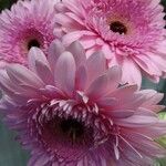 Gerbera viridifolia Flor