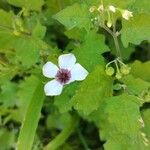 Linum grandiflorumBlomst