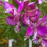 Polygala myrtifolia Flor