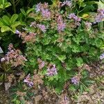 Geranium renardii Habit