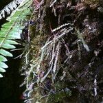 Grammitis serrulata Συνήθη χαρακτηριστικά