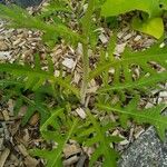 Cirsium rivulare Fuelha