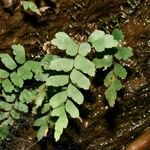 Adiantum diaphanum Elinympäristö