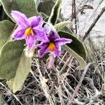 Solanum lycocarpum Flors