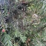 Taxus brevifolia Συνήθη χαρακτηριστικά