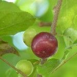 Flacourtia jangomas Fruit