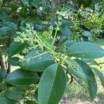 Ligustrum robustum Hoja
