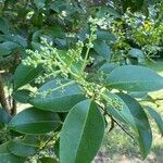 Ligustrum robustum Leaf