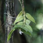 Angraecum angustipetalum Хабит