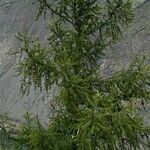 Larix sibiricaموطن