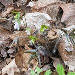 Hepatica acutiloba ᱥᱟᱠᱟᱢ